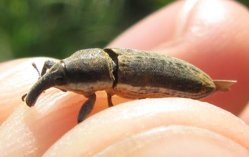 Lixus sp.